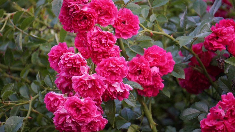 a bush of pink flowers with green leaves