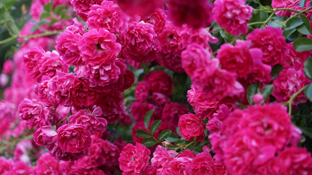 a bush of pink flowers with green leaves