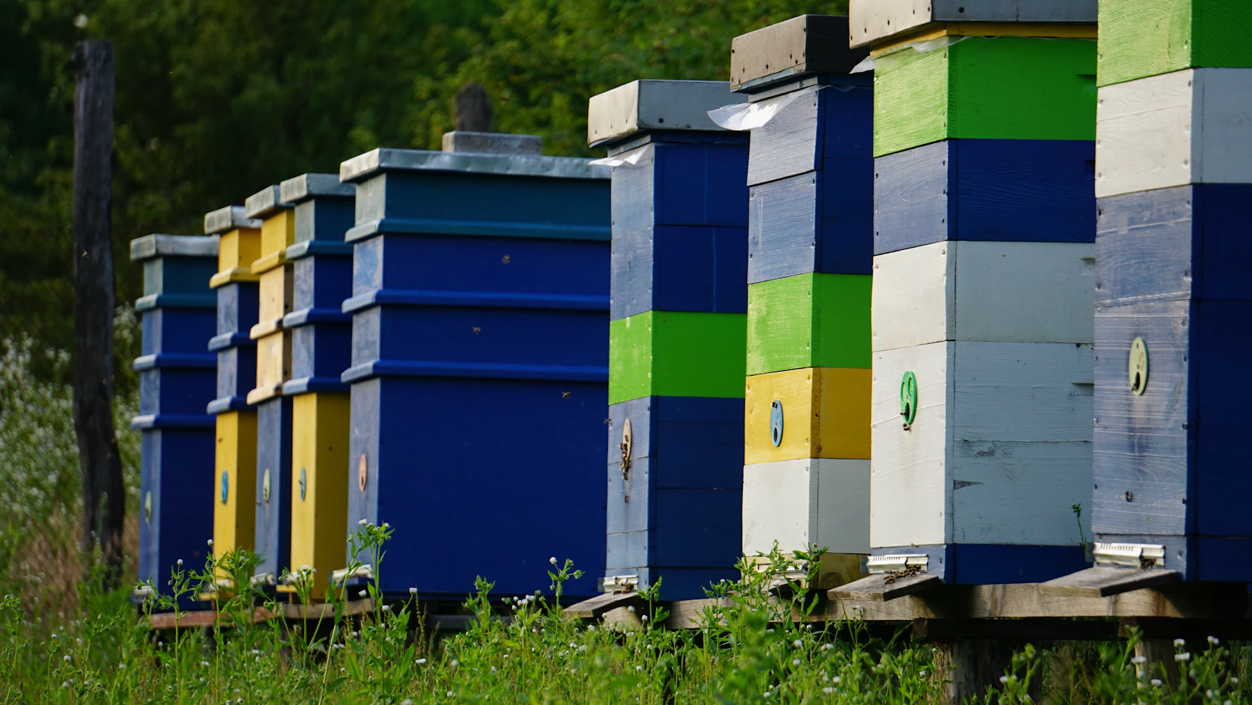 A row of tall stacked wooden hives painted navy, yellow, green and white on a stand in front of dark trees