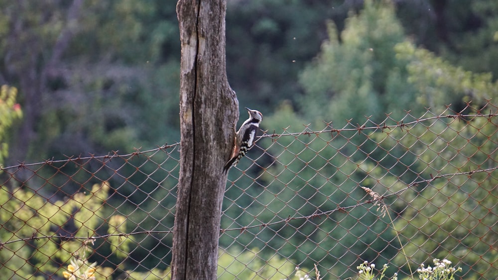 a bird is perched on a fence post