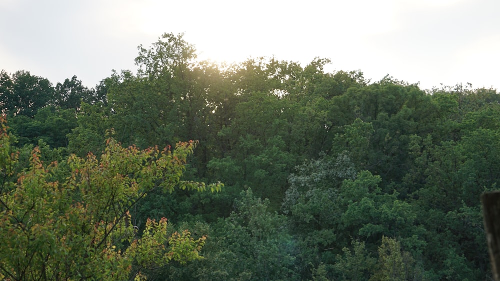 Una vista de una zona boscosa con un banco en primer plano