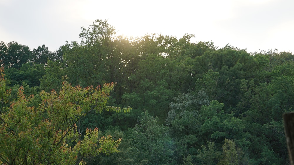 a view of a wooded area with a bench in the foreground