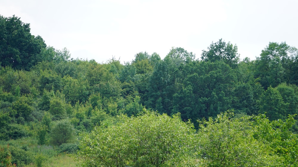 a giraffe standing in the middle of a lush green forest