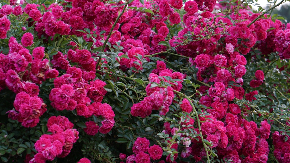 a bush of pink flowers with green leaves