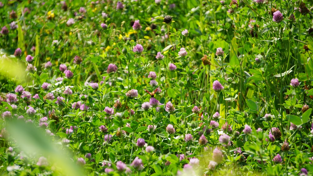 a field full of purple flowers and green grass