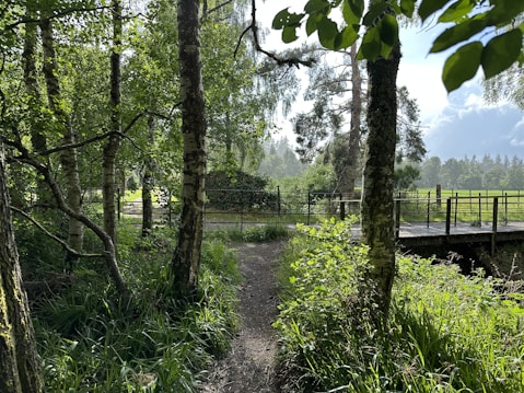 A serene forest path winds through dense greenery, flanked by birch trees with white bark and lush foliage. Sunlight filters through the leaves, casting dappled shadows on the ground. In the background, a wooden bridge crosses over a small stream, leading to a field bordered by a rustic fence. The atmosphere is tranquil and inviting.