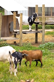 Several goats are seen in a grassy outdoor area with some wooden structures. One goat is on a raised platform, while other goats are grazing or interacting on the ground.