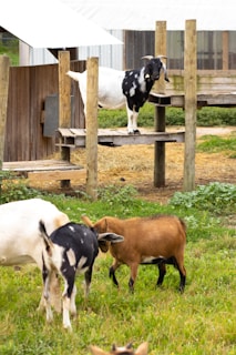 Several goats are seen in a grassy outdoor area with some wooden structures. One goat is on a raised platform, while other goats are grazing or interacting on the ground.