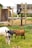 Several goats are seen in a grassy outdoor area with some wooden structures. One goat is on a raised platform, while other goats are grazing or interacting on the ground.