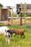 Several goats are seen in a grassy outdoor area with some wooden structures. One goat is on a raised platform, while other goats are grazing or interacting on the ground.