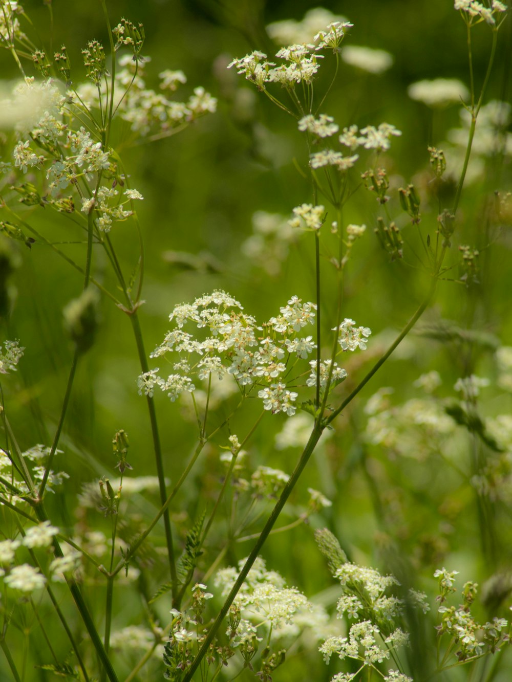 a bunch of white flowers in a field