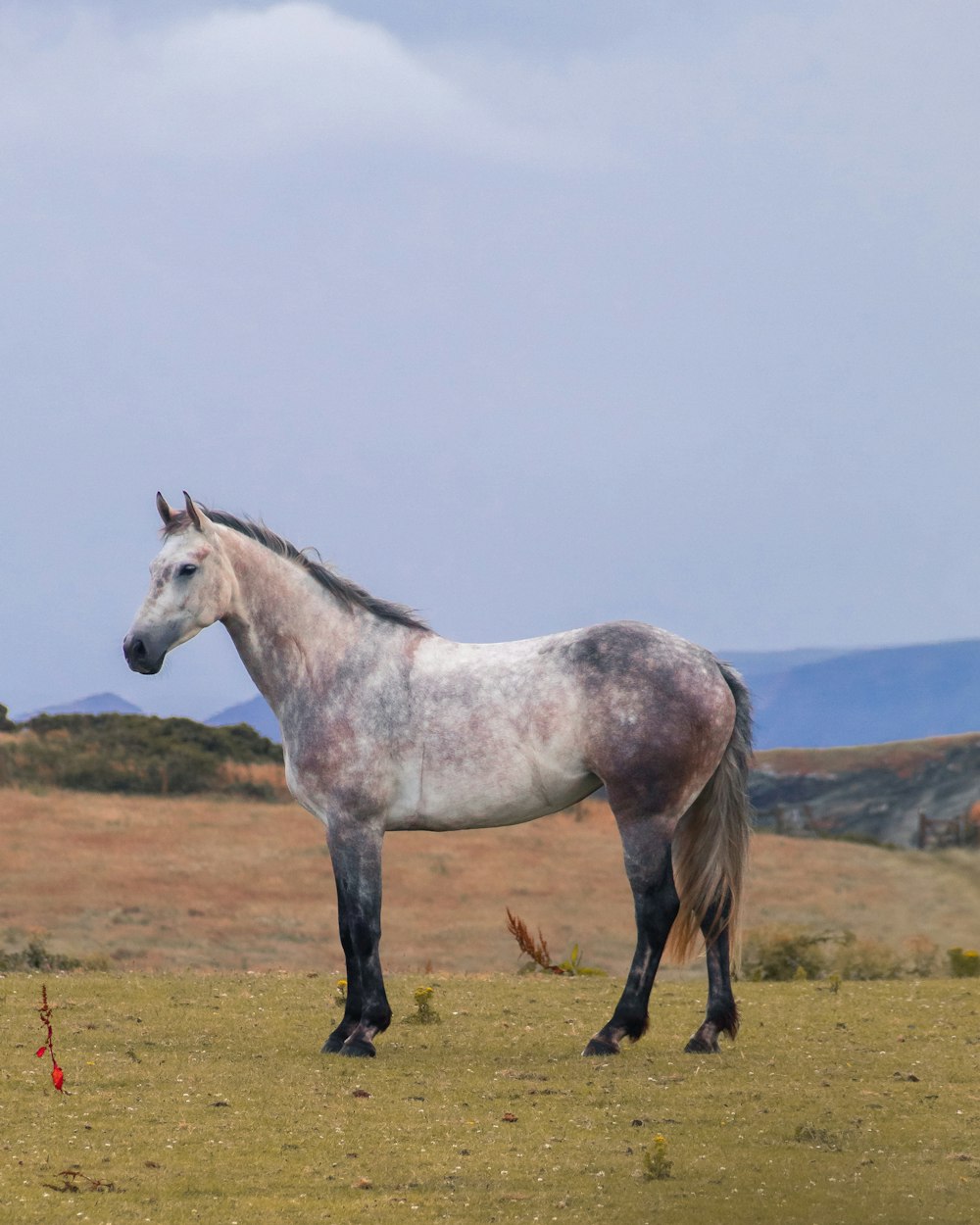 a horse standing in a field with mountains in the background