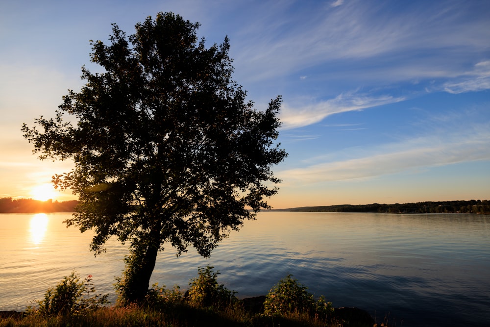 Un albero solitario sulla riva di un lago al tramonto