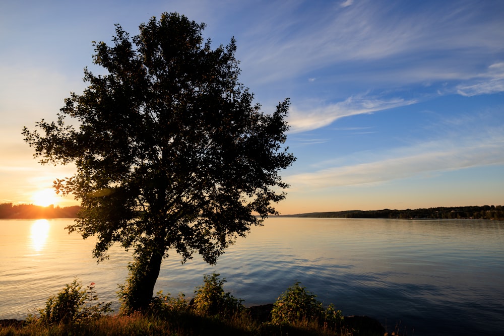 uma árvore solitária na margem de um lago ao pôr do sol