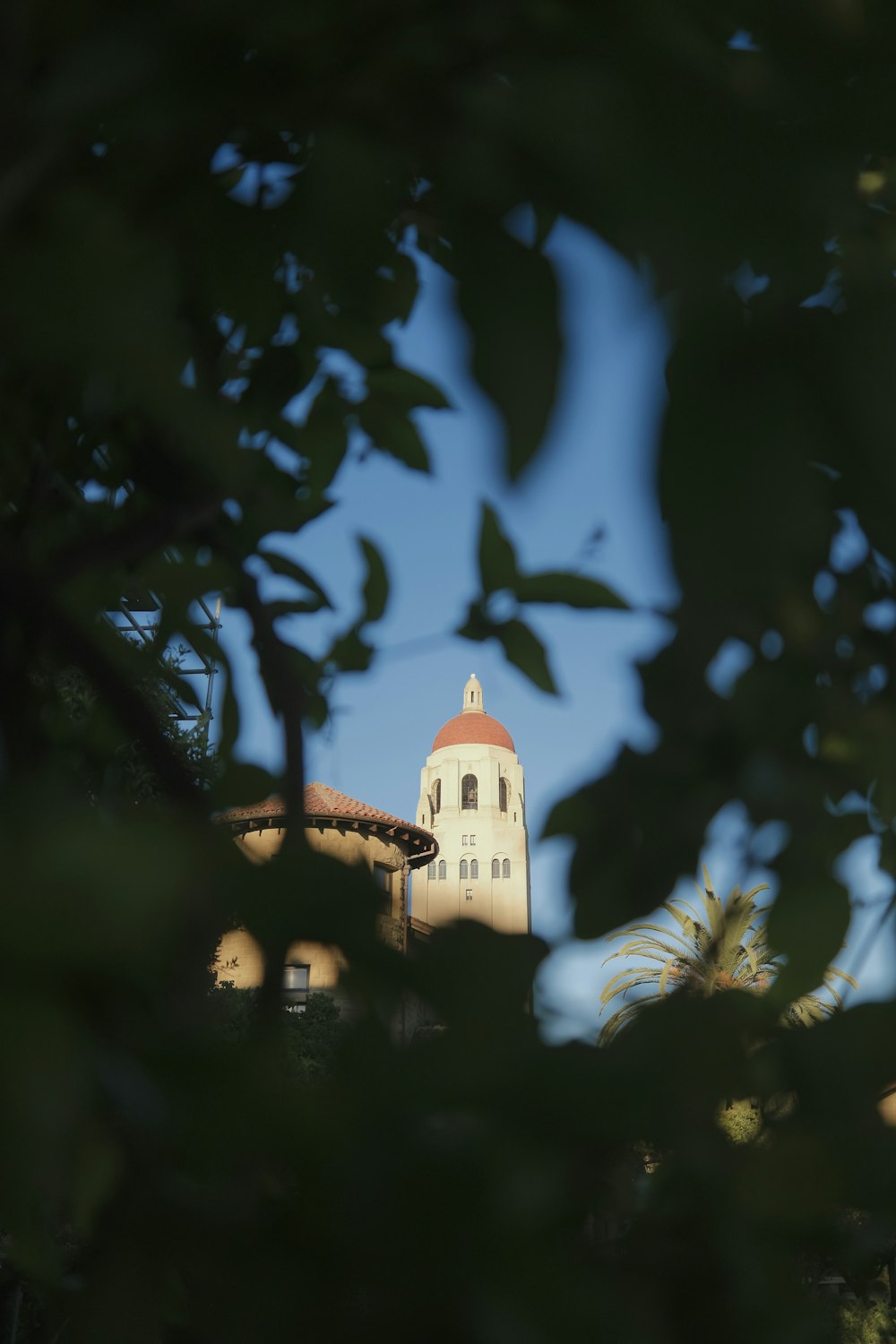 a clock tower seen through the leaves of a tree