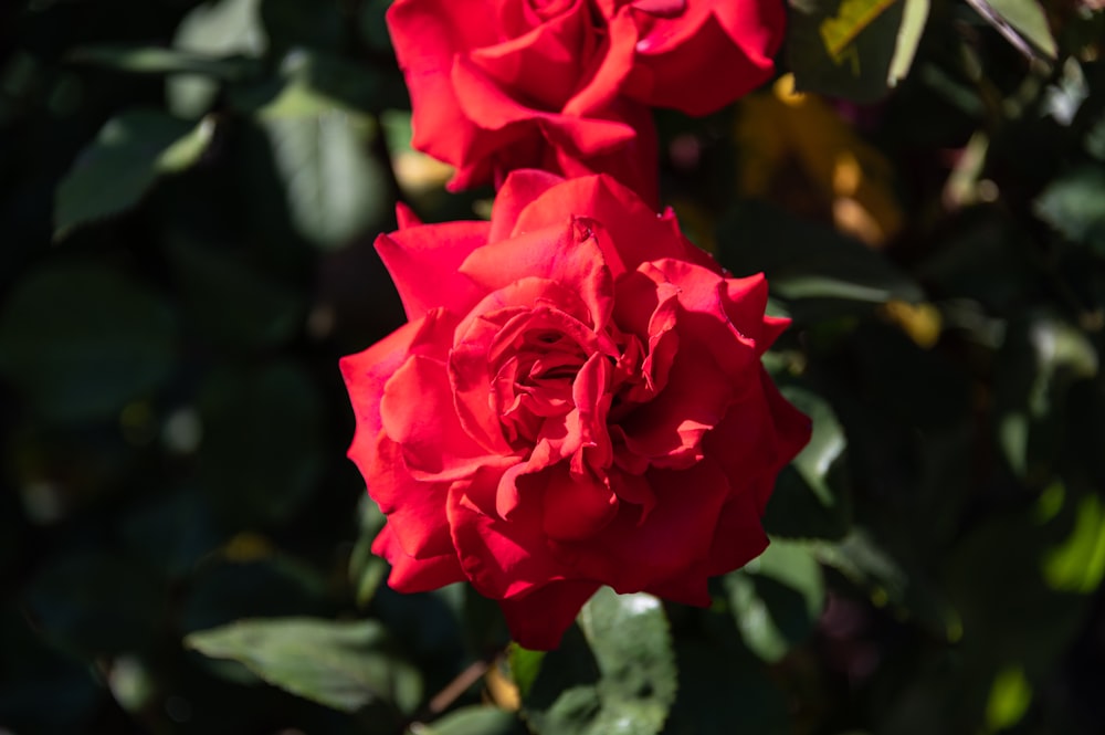 a close up of two red roses on a bush