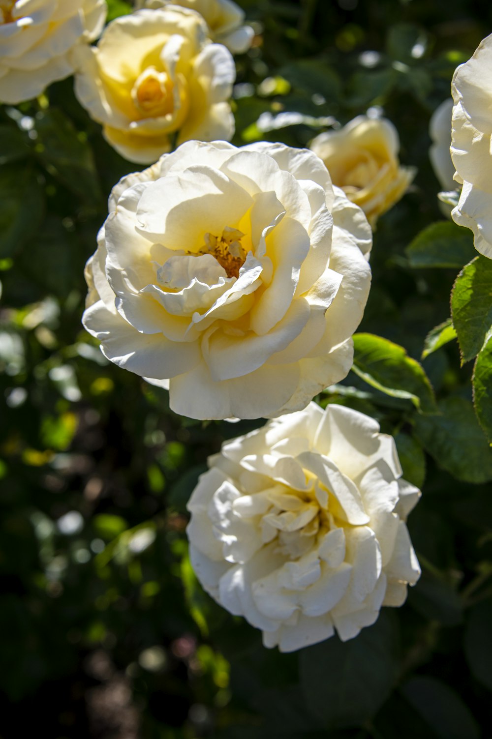 a bunch of white flowers with green leaves