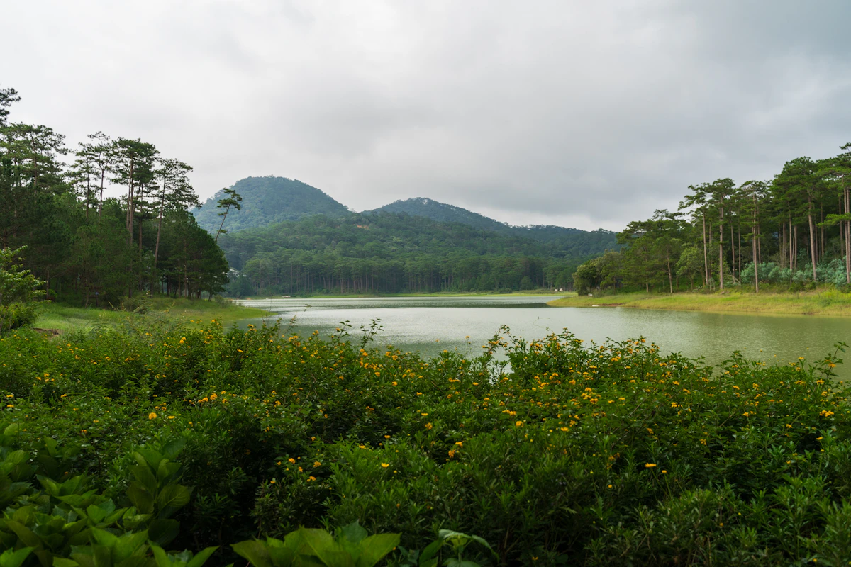 Da Lat wild sunflowers Da Quy yellow blooming fields with pine trees