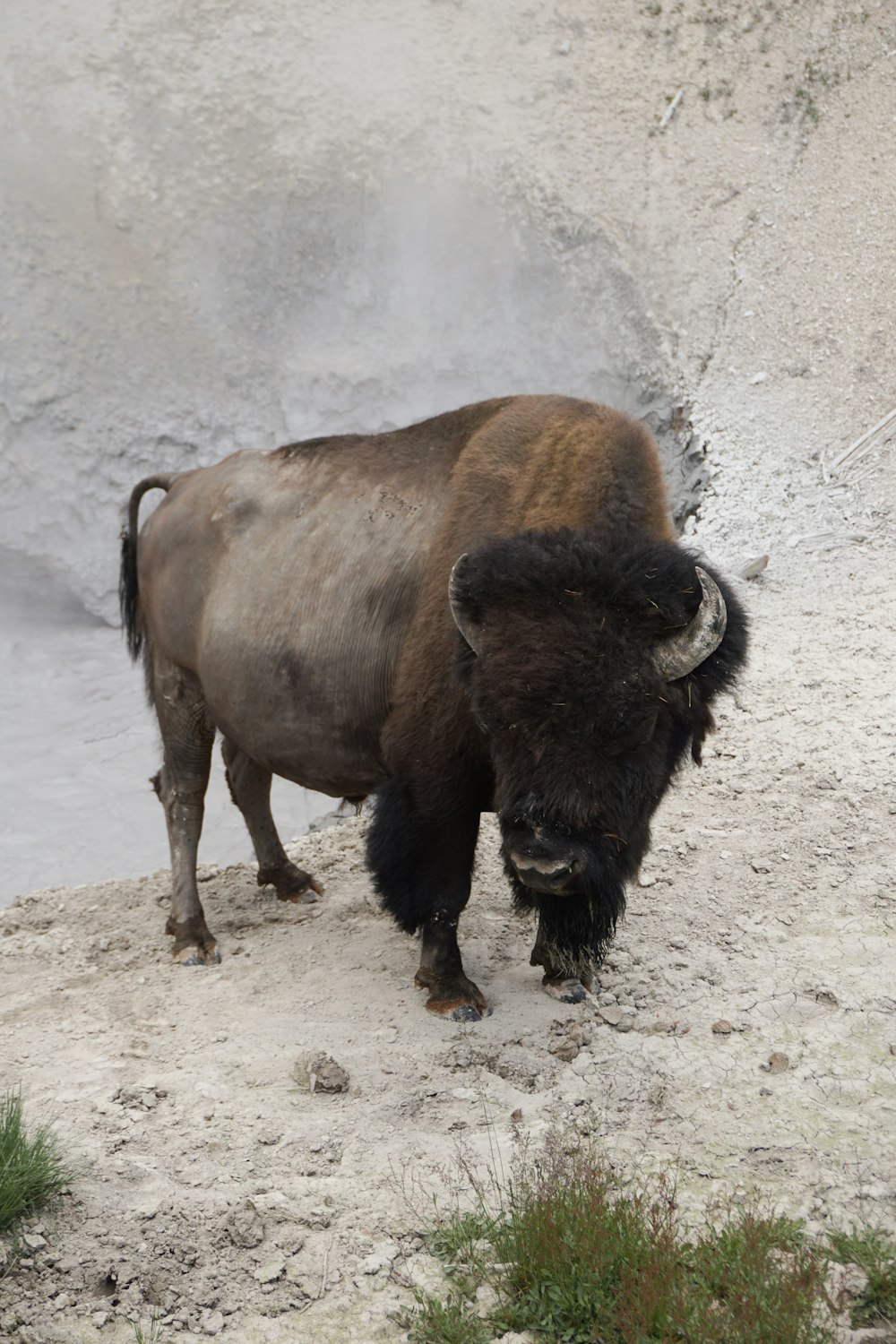 a bison is standing in the sand near a body of water