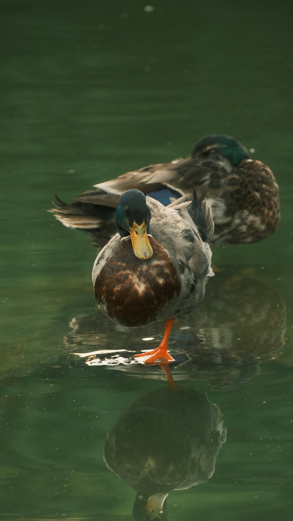 a couple of ducks floating on top of a body of water