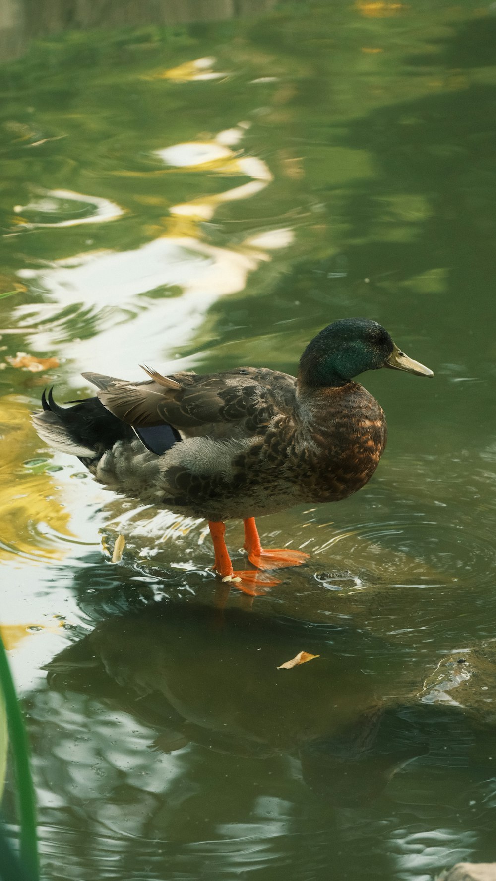 a duck that is standing in the water