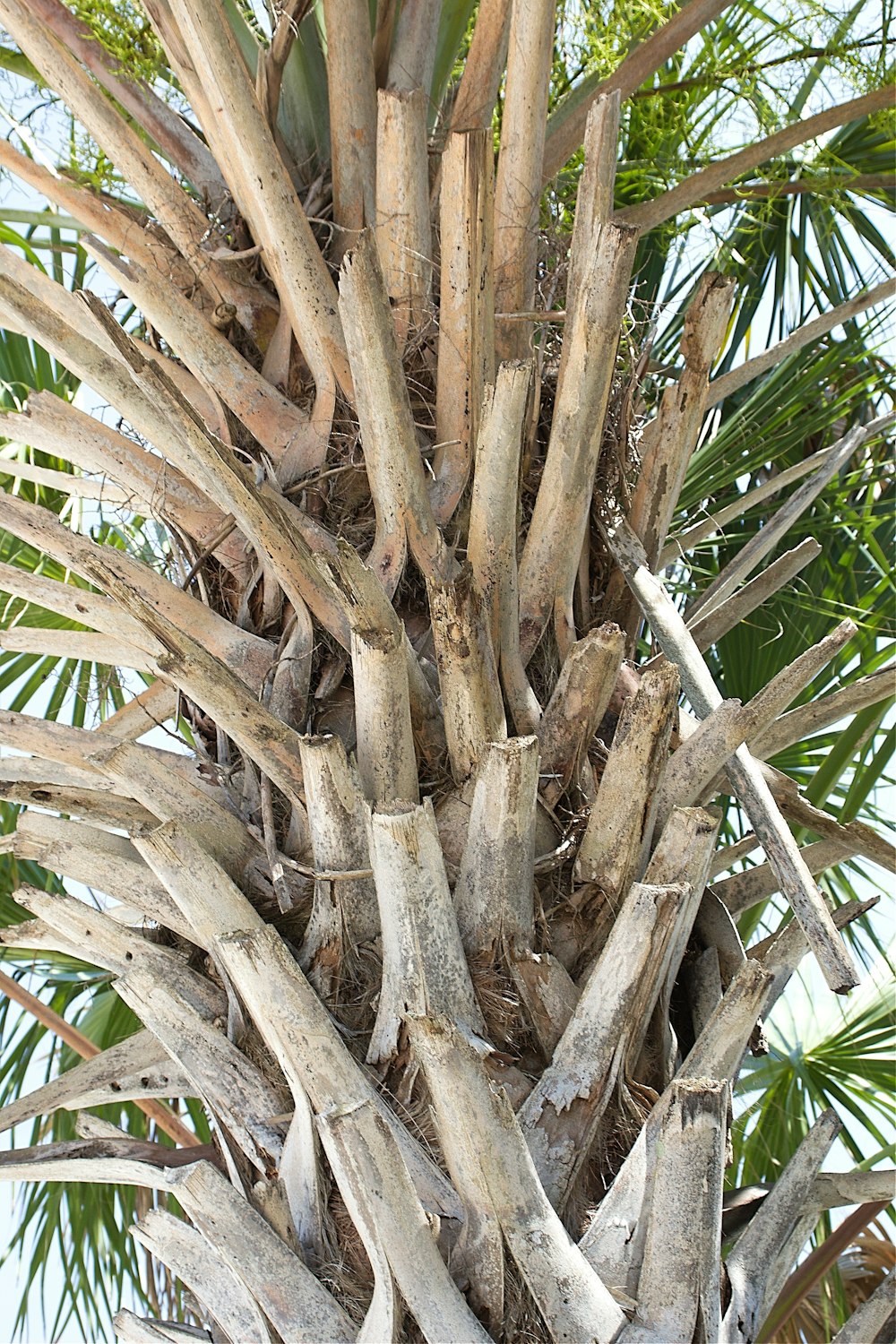 a palm tree with lots of branches and leaves