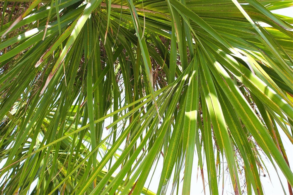 a close up of a green palm tree