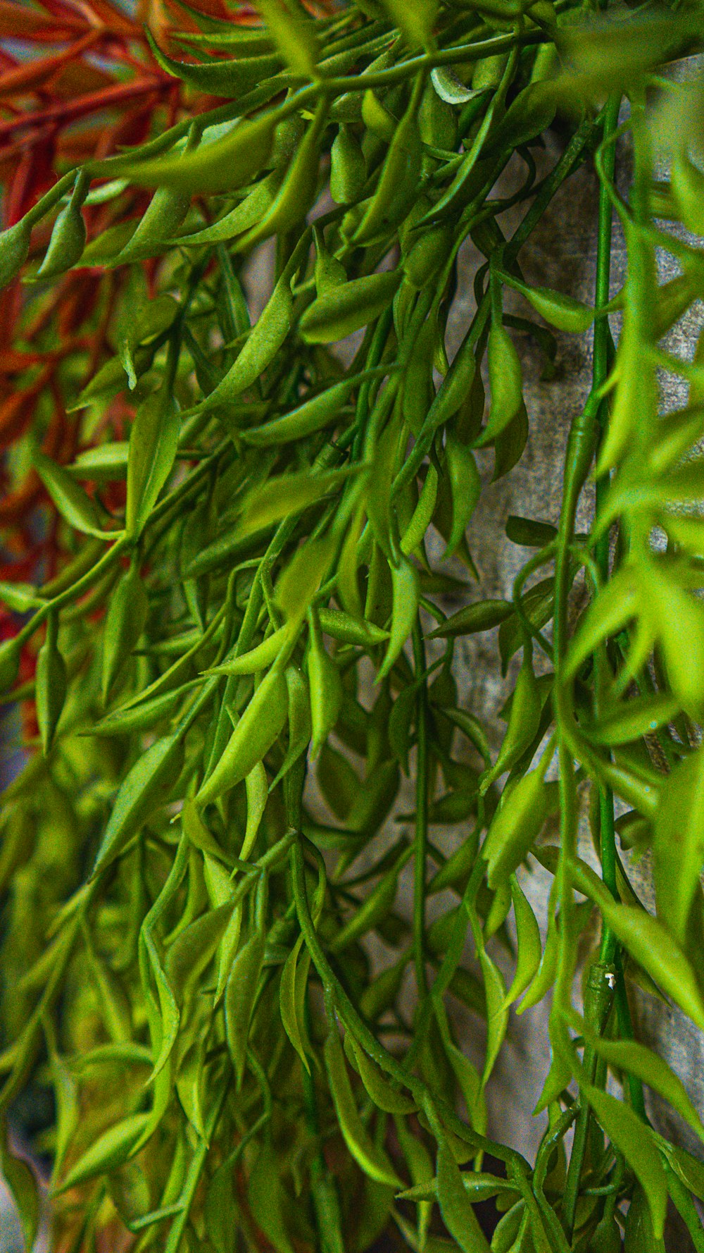 a close up of a bunch of green plants