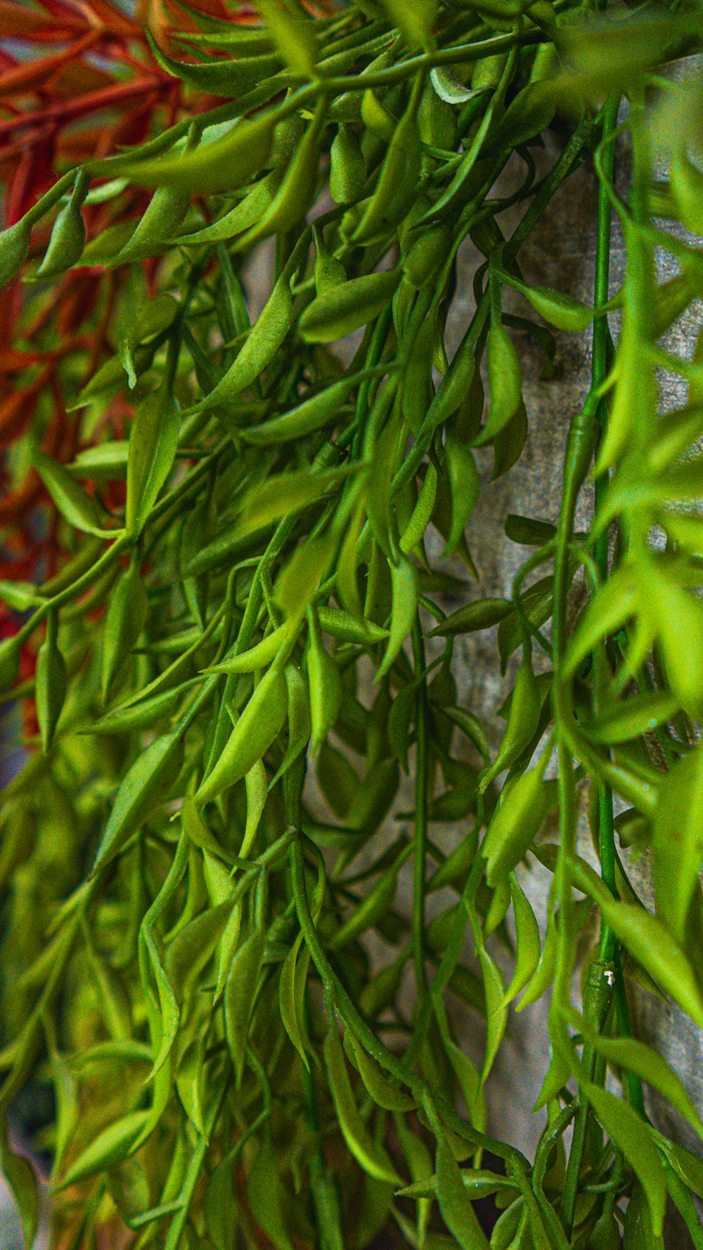 um close up de um monte de plantas verdes