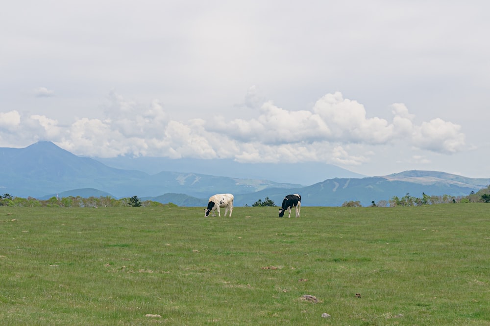 Dos vacas pastando en un campo con montañas al fondo