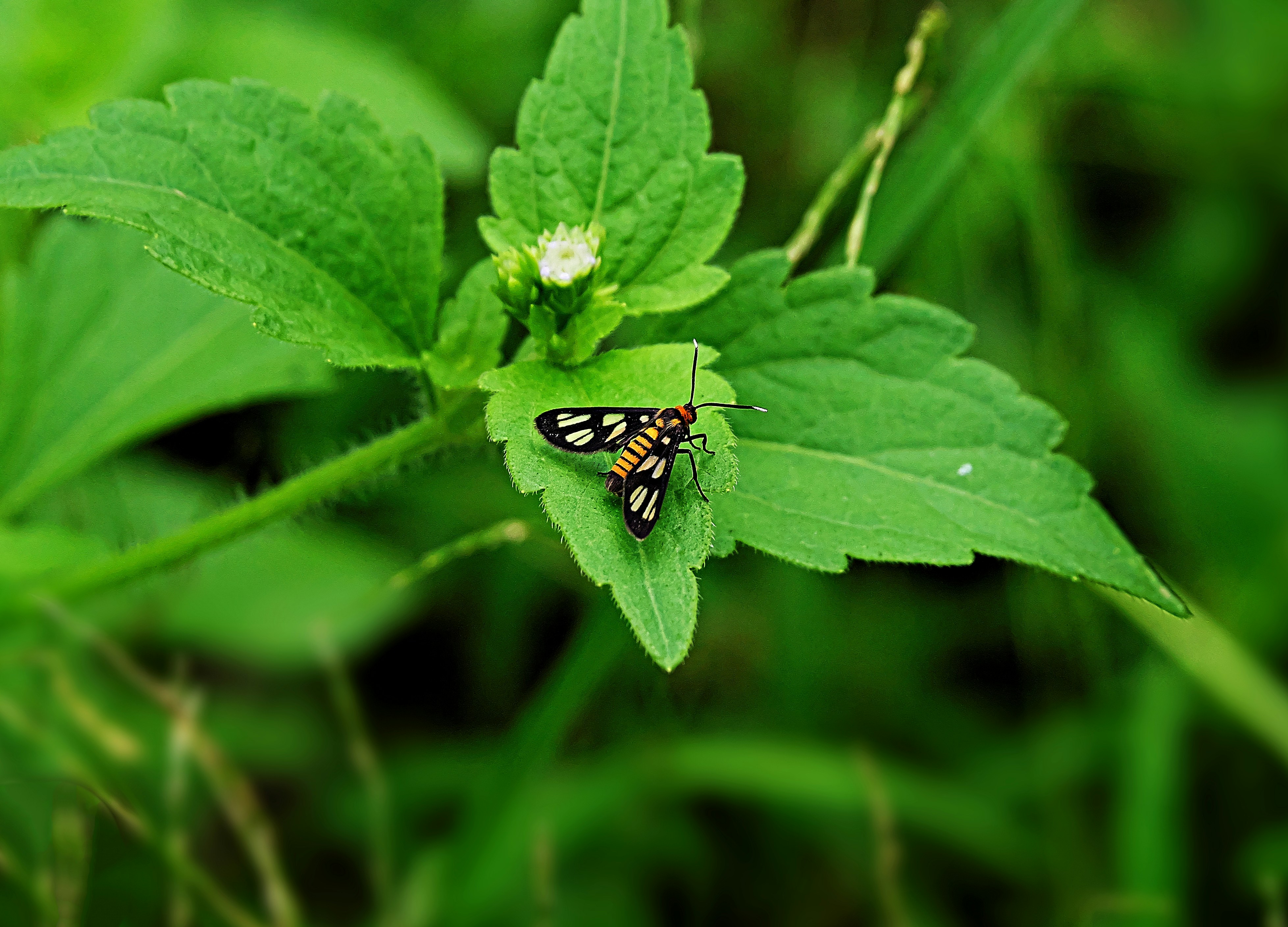 a couple of butterflies sitting on top of a green leaf