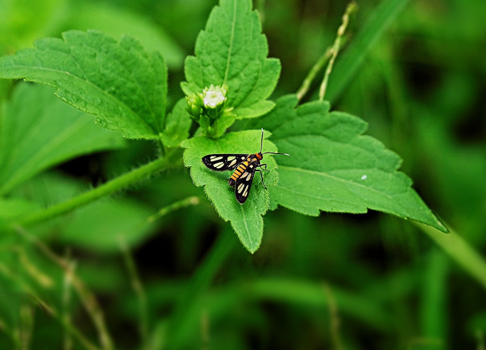 un paio di farfalle sedute sopra una foglia verde