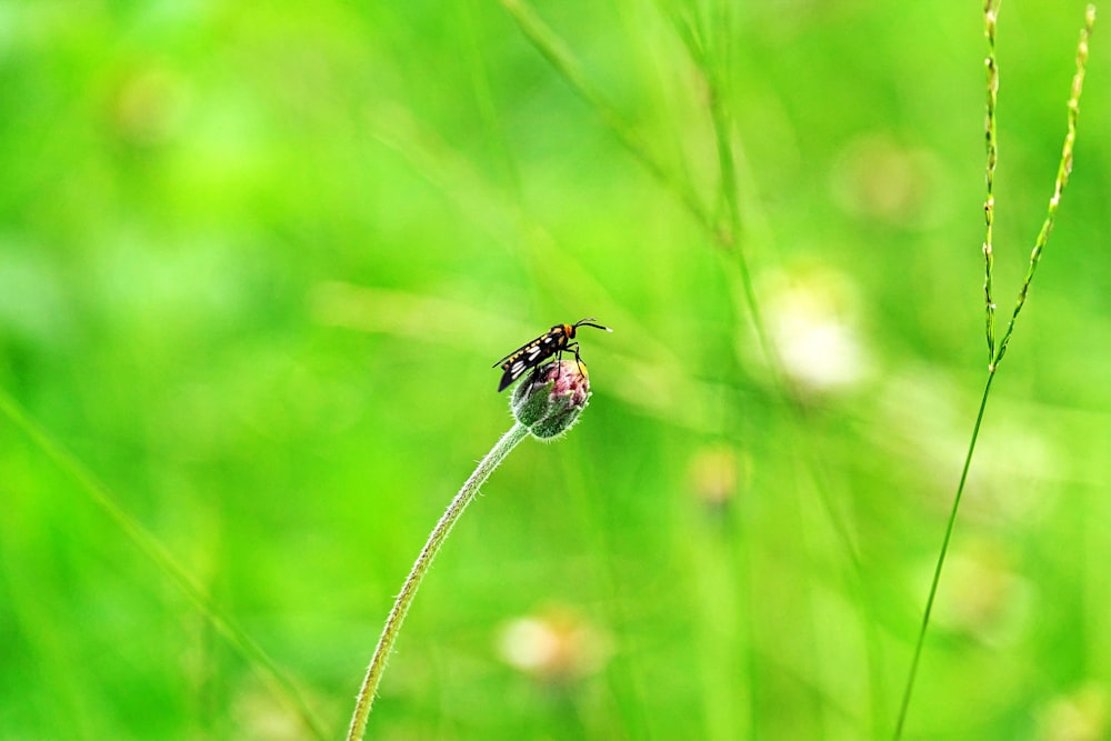 a bug sitting on top of a green plant