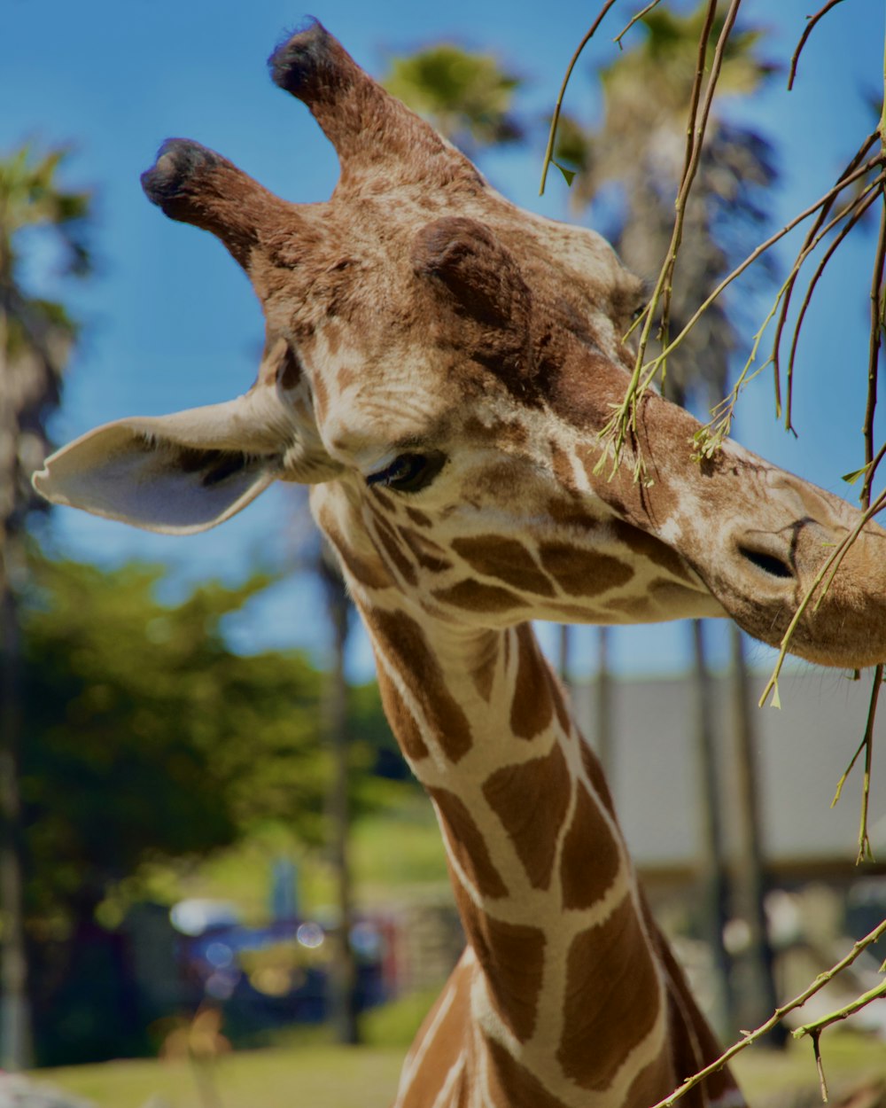 Un primo piano di una giraffa che mangia da un albero