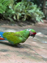 A brightly colored parrot with vivid green feathers, a red forehead, and a curved black beak stands on a textured surface. The background is filled with lush green foliage, suggesting a tropical environment.