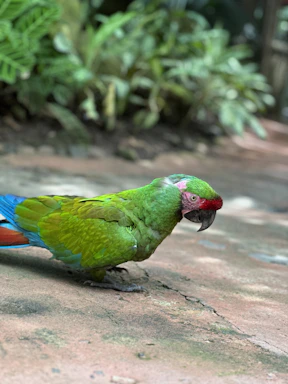 A brightly colored parrot with vivid green feathers, a red forehead, and a curved black beak stands on a textured surface. The background is filled with lush green foliage, suggesting a tropical environment.