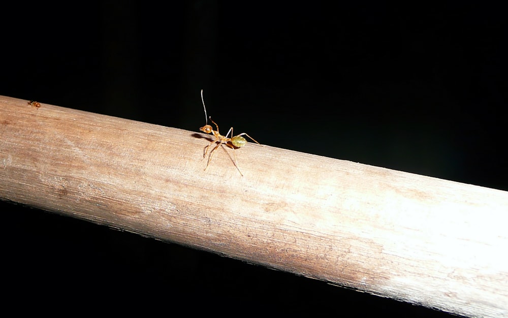 a small insect sitting on top of a wooden stick