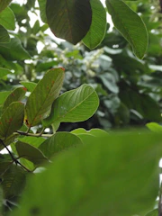 A detailed close-up of nature published in an environmental journal.