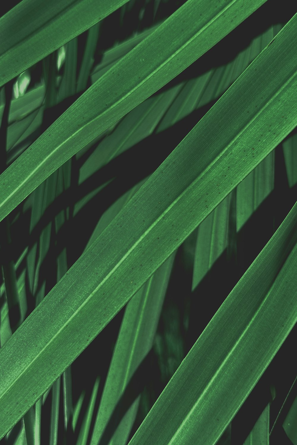 葉を持つ緑の植物の接写