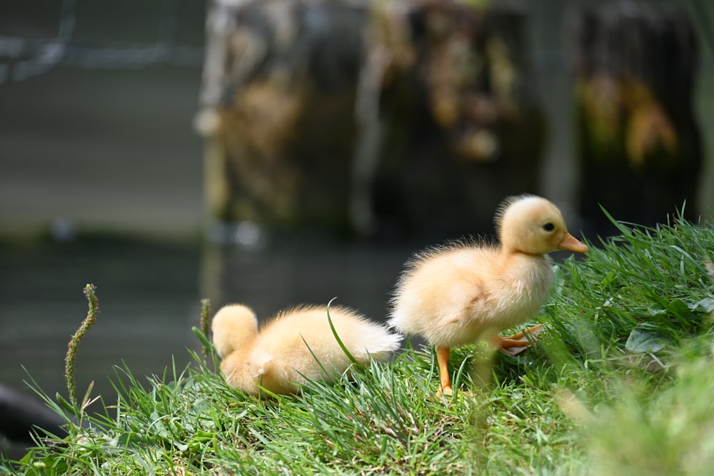 a couple of small ducks standing on top of a lush green field