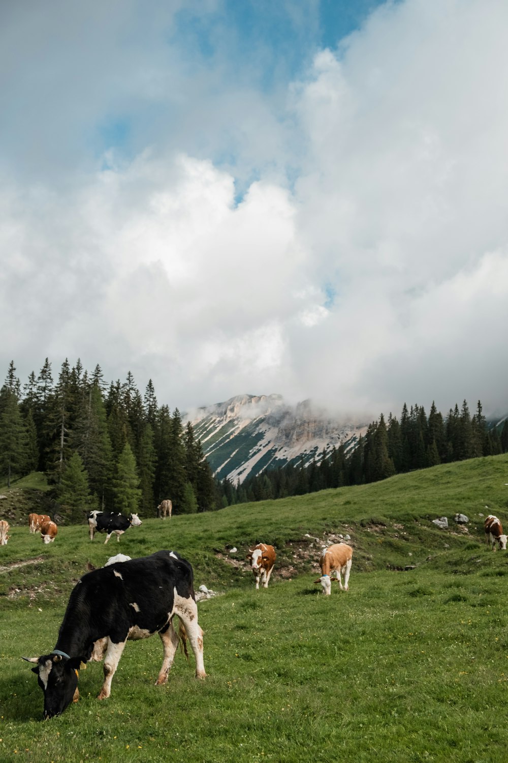 a herd of cows grazing on a lush green hillside