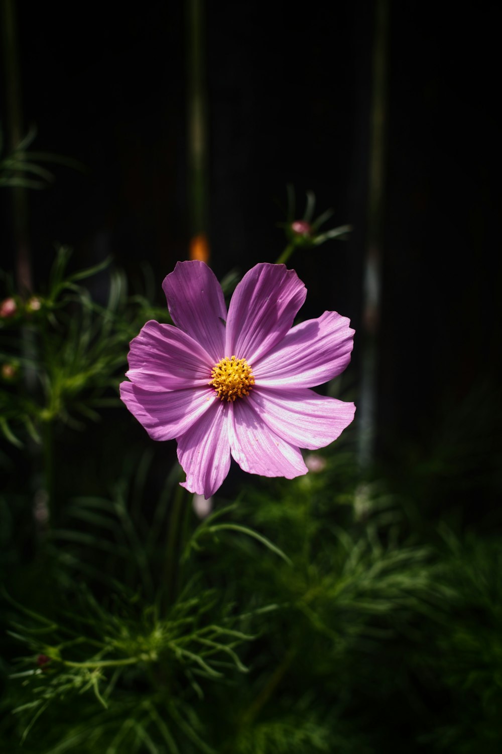 a purple flower with a yellow center on a dark background