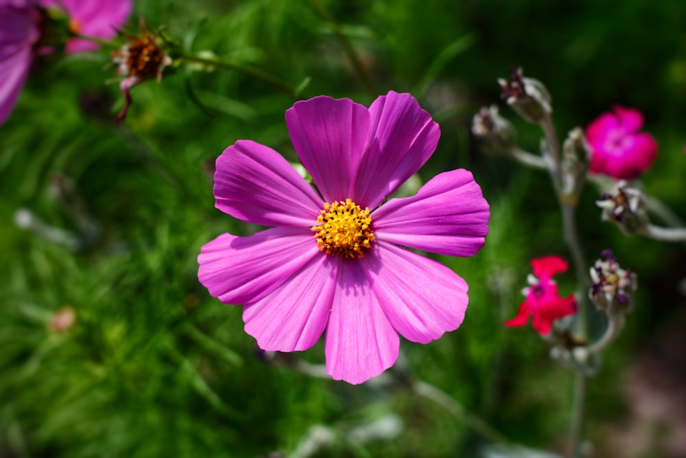 a close up of a pink flower with other flowers in the background