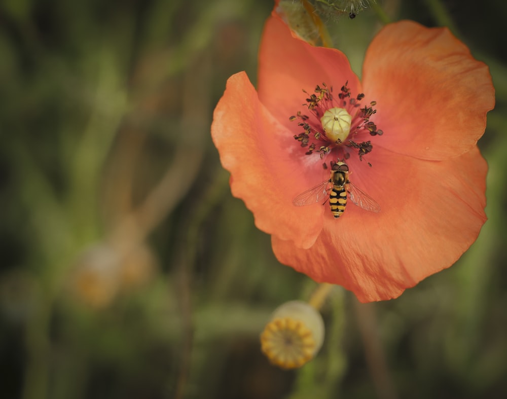 a close up of a flower with a bee on it