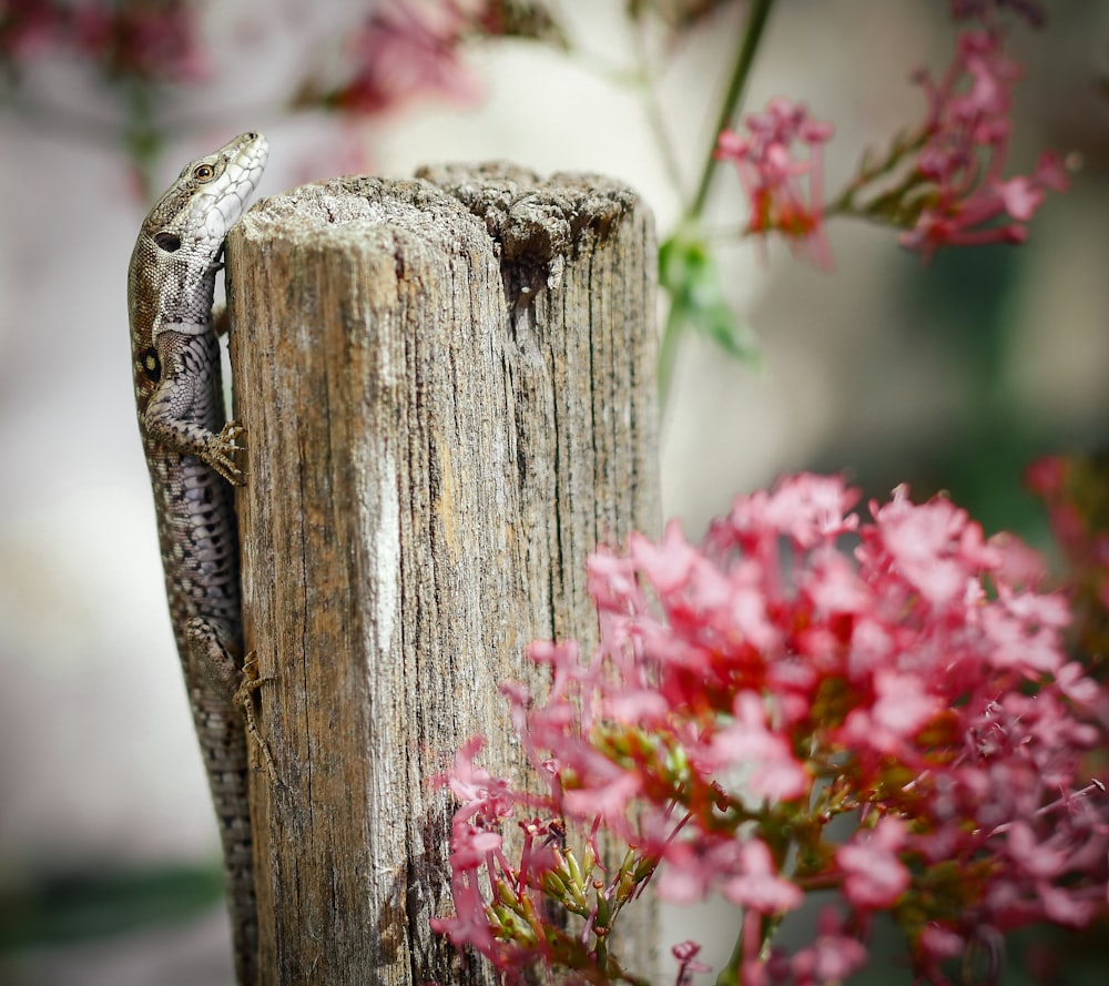 a lizard sitting on a wooden post next to pink flowers