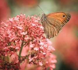 a close up of a butterfly on a flower