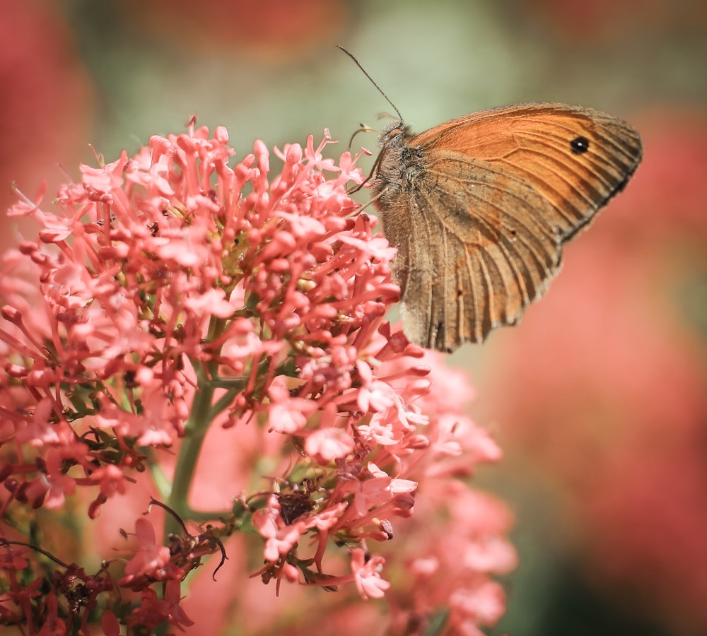 a close up of a butterfly on a flower