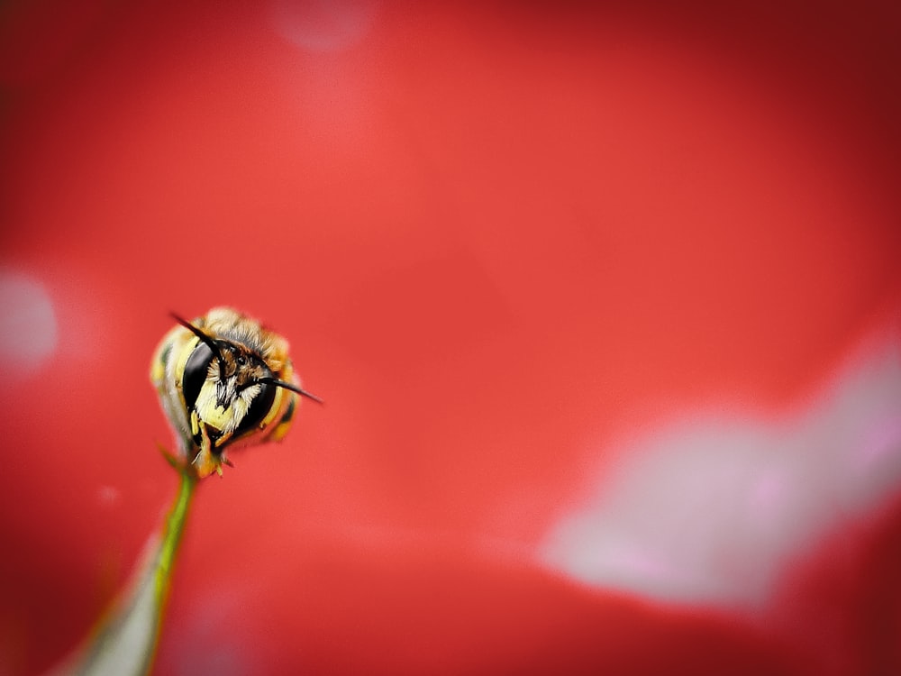 a close up of a flower with a bee on it