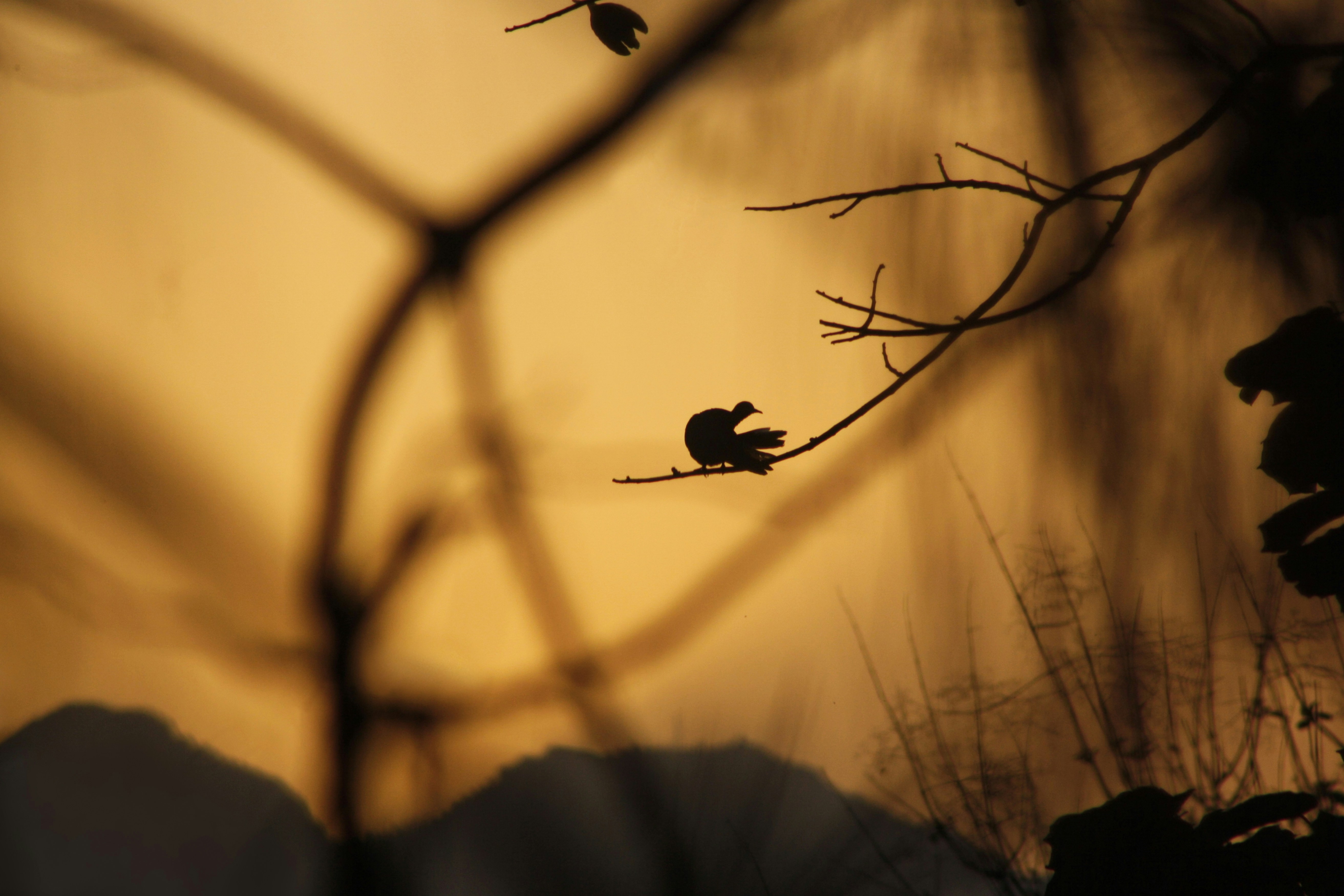 a silhouette of a bird sitting on a tree branch