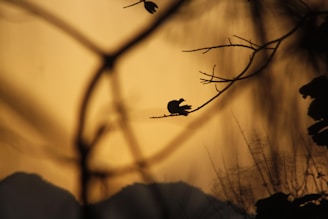 a silhouette of a bird sitting on a tree branch